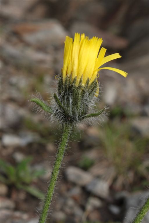Da determinare - Hieracium sp.